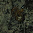 Image of Red-bellied Keelback