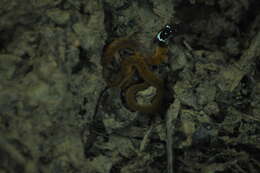 Image of Red-bellied Keelback