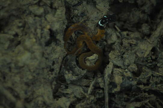 Rhabdophis conspicillatus (Günther 1872) resmi