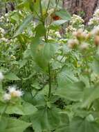 صورة Ageratina herbacea (A. Gray) R. King & H. Rob.