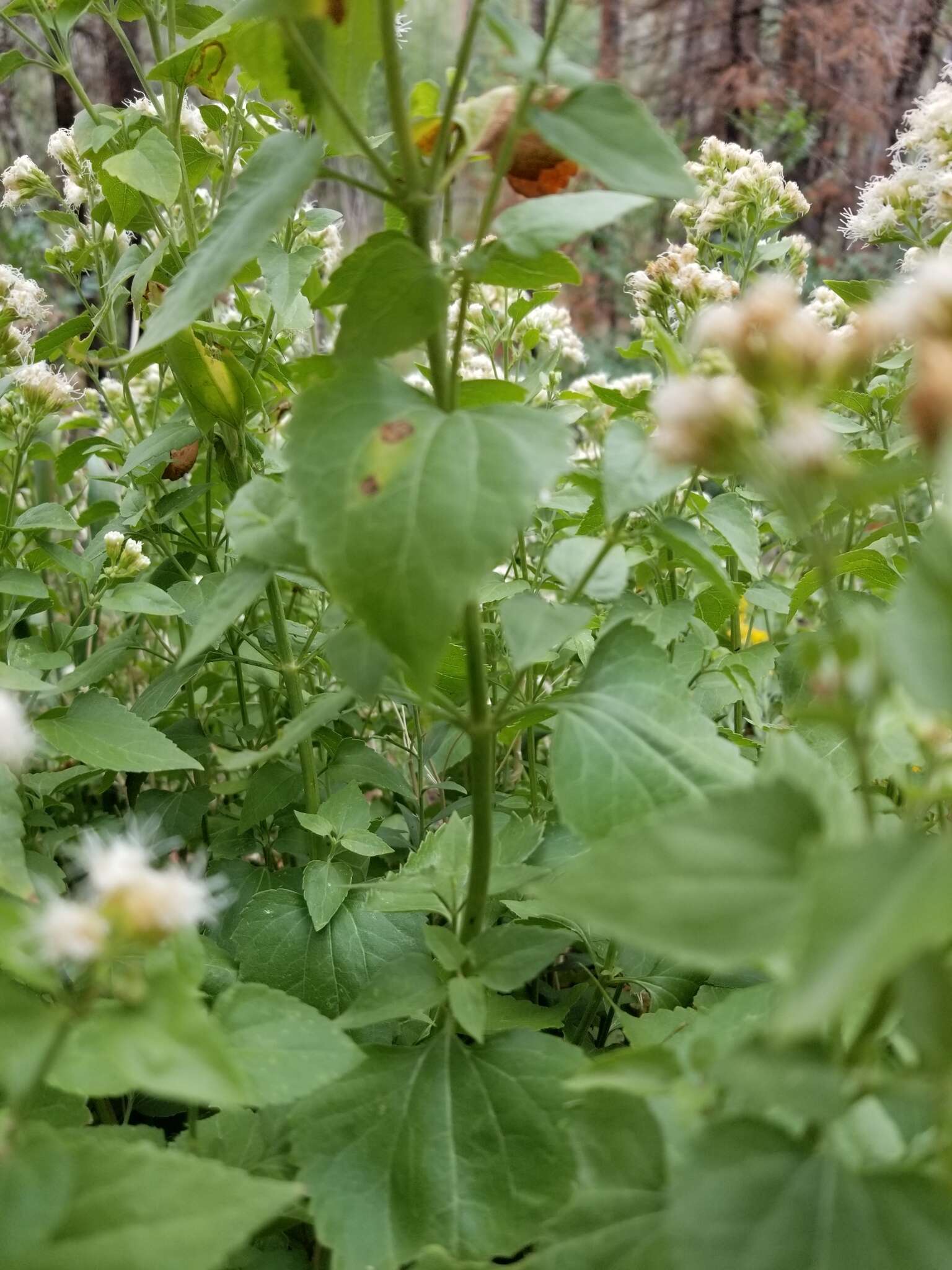 صورة Ageratina herbacea (A. Gray) R. King & H. Rob.