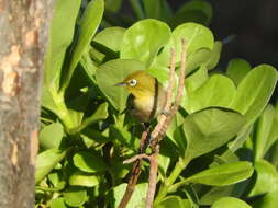 Image of Japanese White-eye