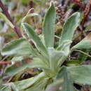 Image of Celmisia angustifolia Cockayne