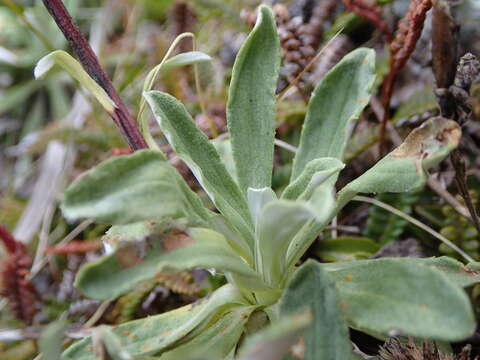 Image of Celmisia angustifolia Cockayne