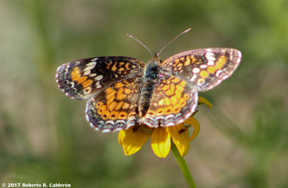 Image of <i>Phyciodes <i>phaon</i></i> phaon