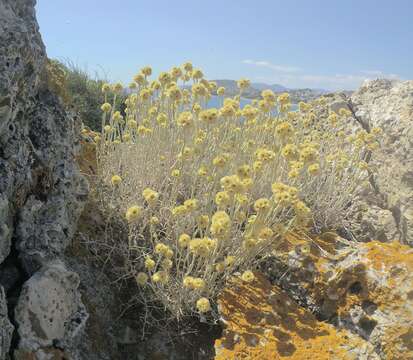 Image of Helichrysum stoechas subsp. barrelieri (Ten.) Nym.