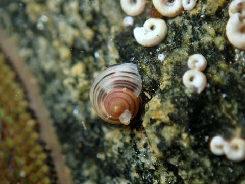 Image of Coelotrochus chathamensis (Hutton 1873)