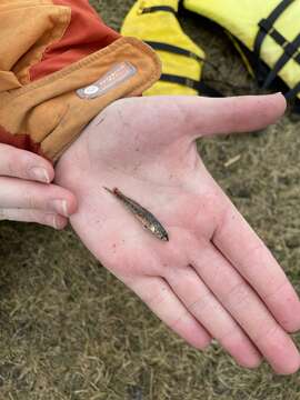 Imagem de Etheostoma exile (Girard 1859)