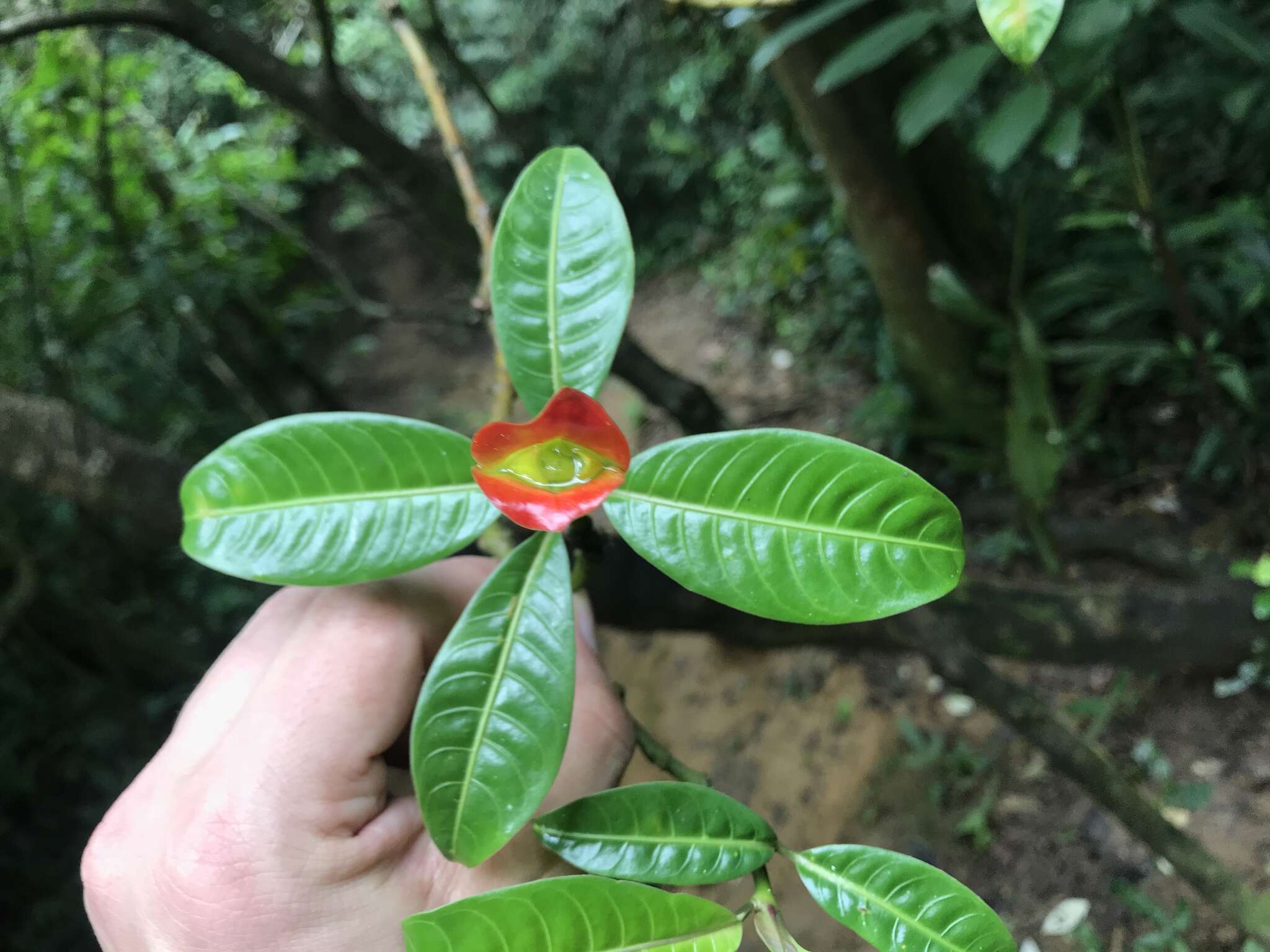 Palicourea elata (Sw.) Borhidi resmi