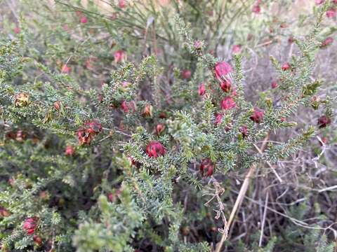 Image of Darwinia polychroma Keighery