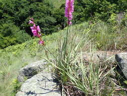 Imagem de Watsonia densiflora Baker