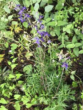 Image of Sierra Madre larkspur