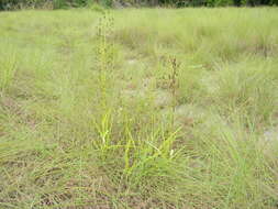 Image of Habenaria genuflexa Rendle