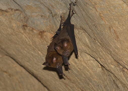 Image of Great Himalayan Leaf-nosed Bat