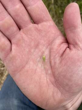 Image of Hordeum marinum subsp. gussoneanum (Parl.) Thell.