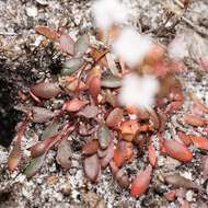 Image of Stylidium pulchellum Sond.