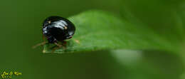 Coptosoma bifaria resmi