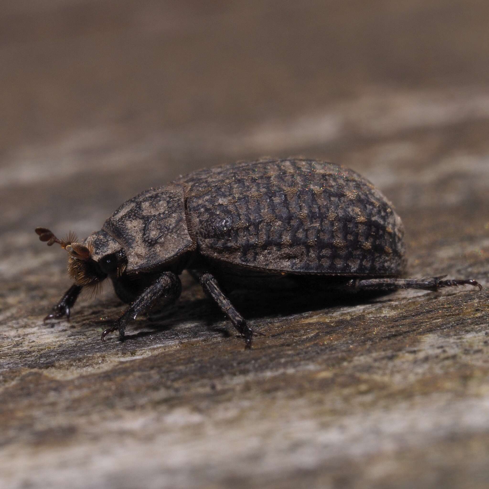 Image of Trox sabulosus (Linnaeus 1758)