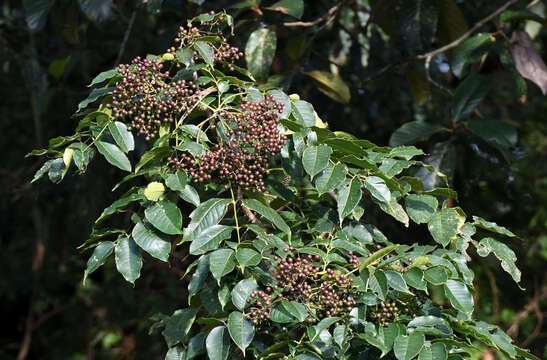 Image of Zanthoxylum rhetsa (Roxb.) DC.