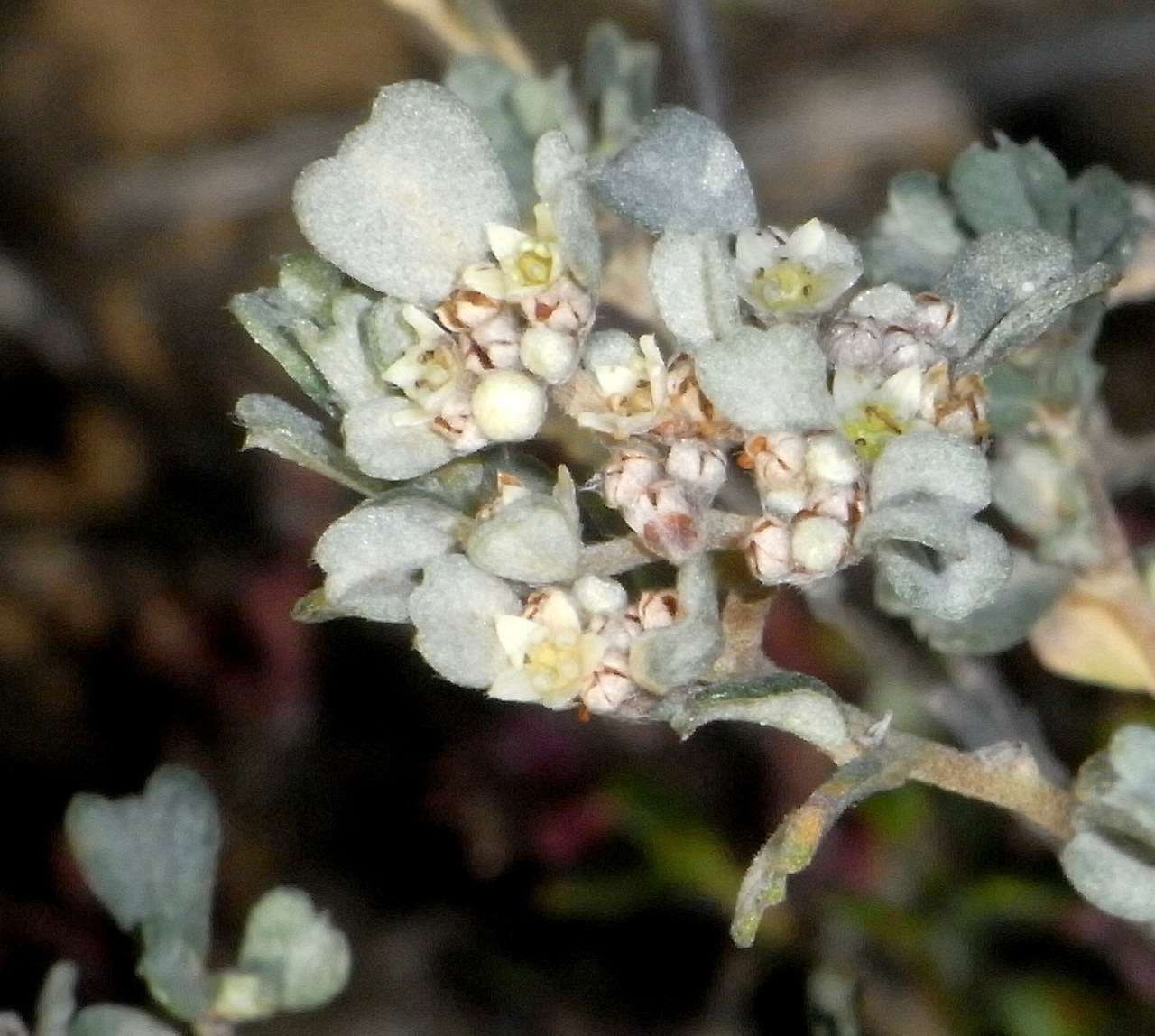 Image of Spyridium cinereum N. A. Wakefield