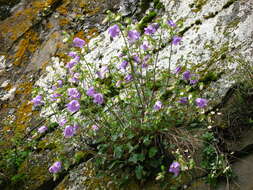 Image of Campanula kolenatiana C. A. Mey. ex Rupr.