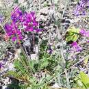 Image of <i>Oxytropis <i>coerulea</i></i> subsp. coerulea