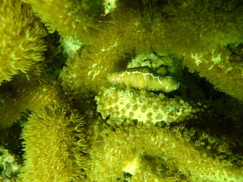 Image of Fingerprint cowry