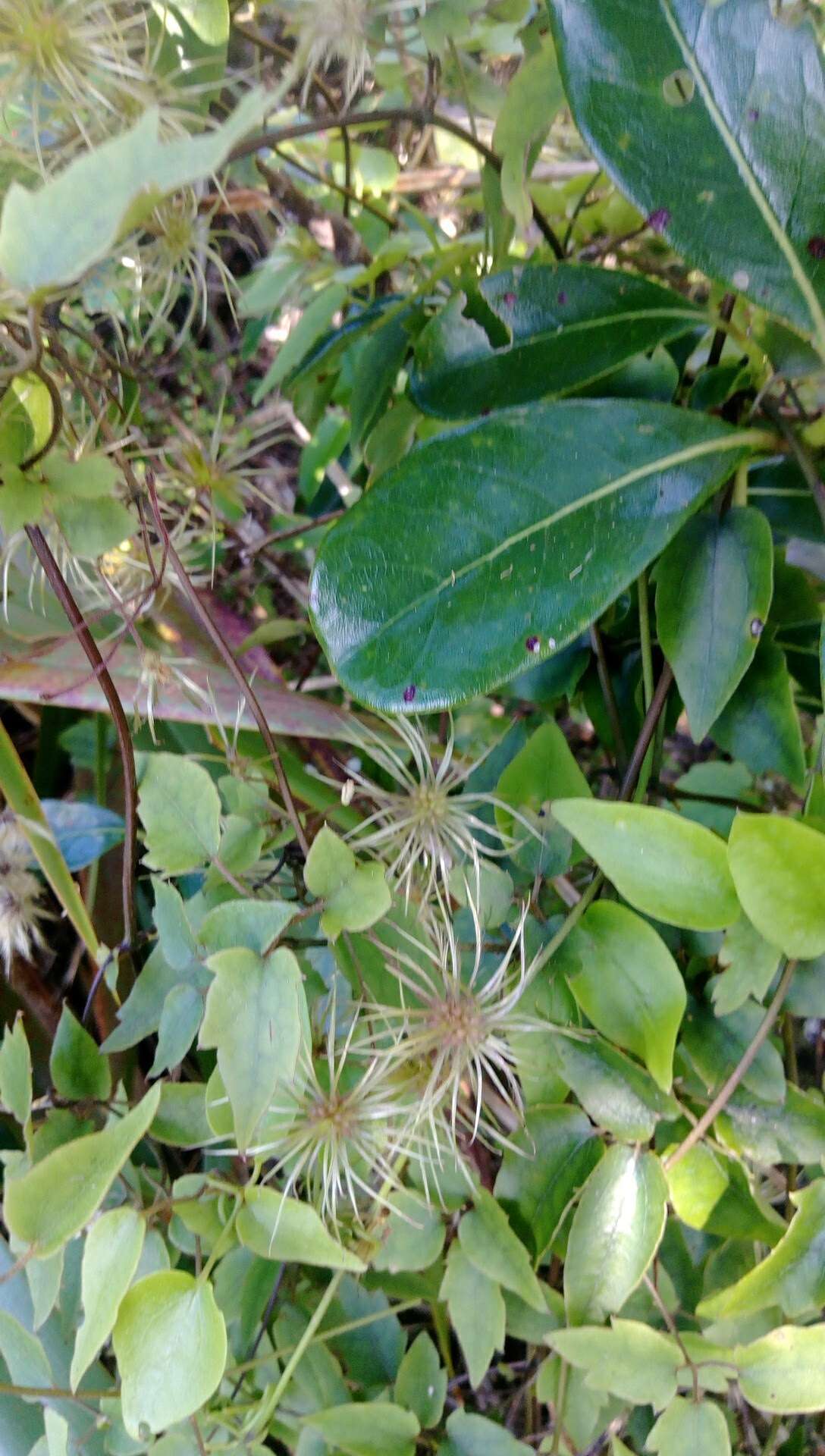 Image of Clematis parviflora A. Cunn.