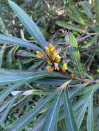 Image of Grevillea venusta R. Br.