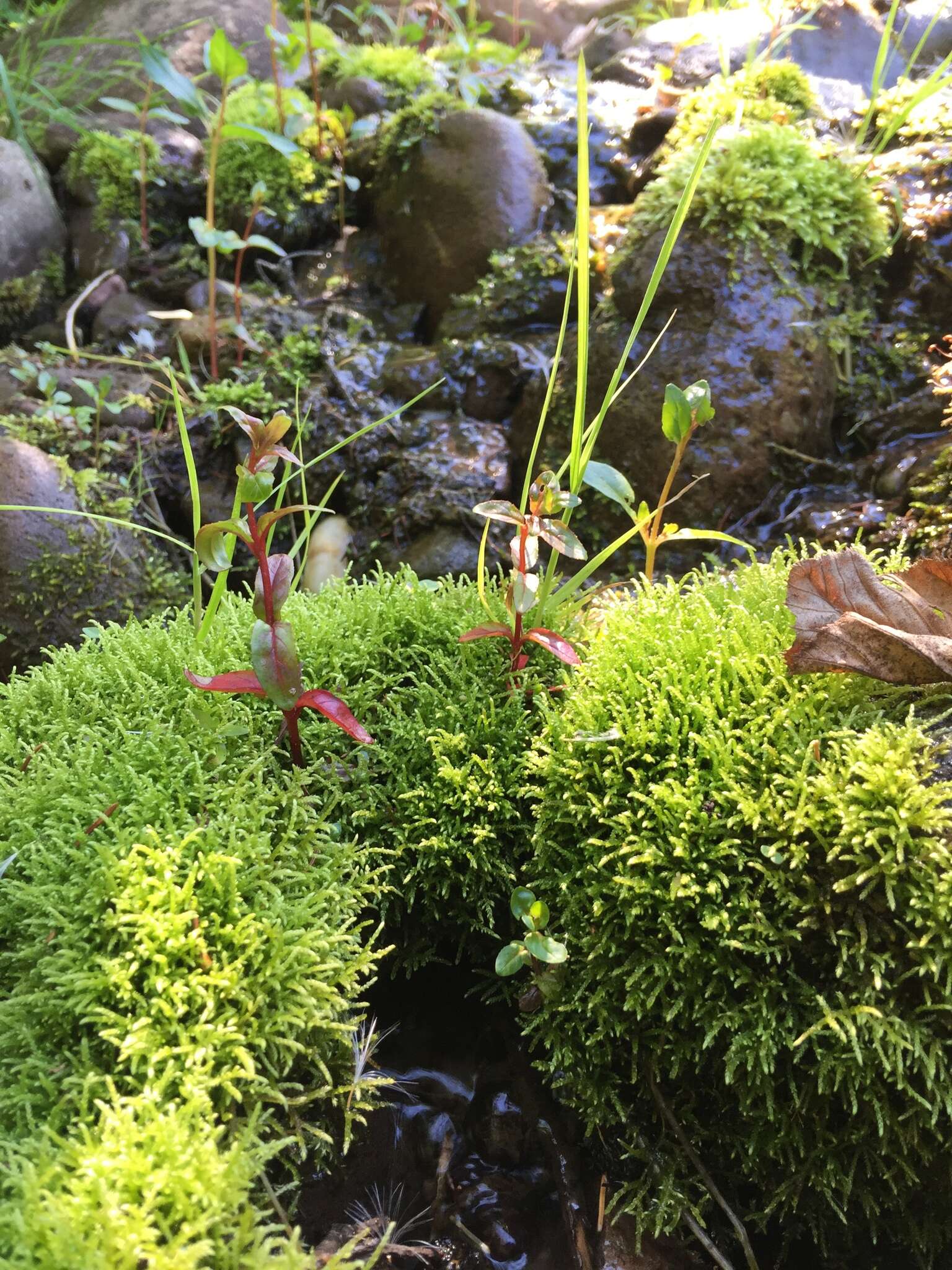 Image of New England bryhnia moss