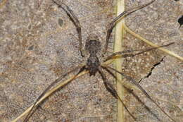 Image of Oligolophus tridens (C. L. Koch 1836)
