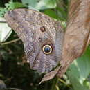 Imagem de Caligo brasiliensis sulana Fruhstorfer 1904