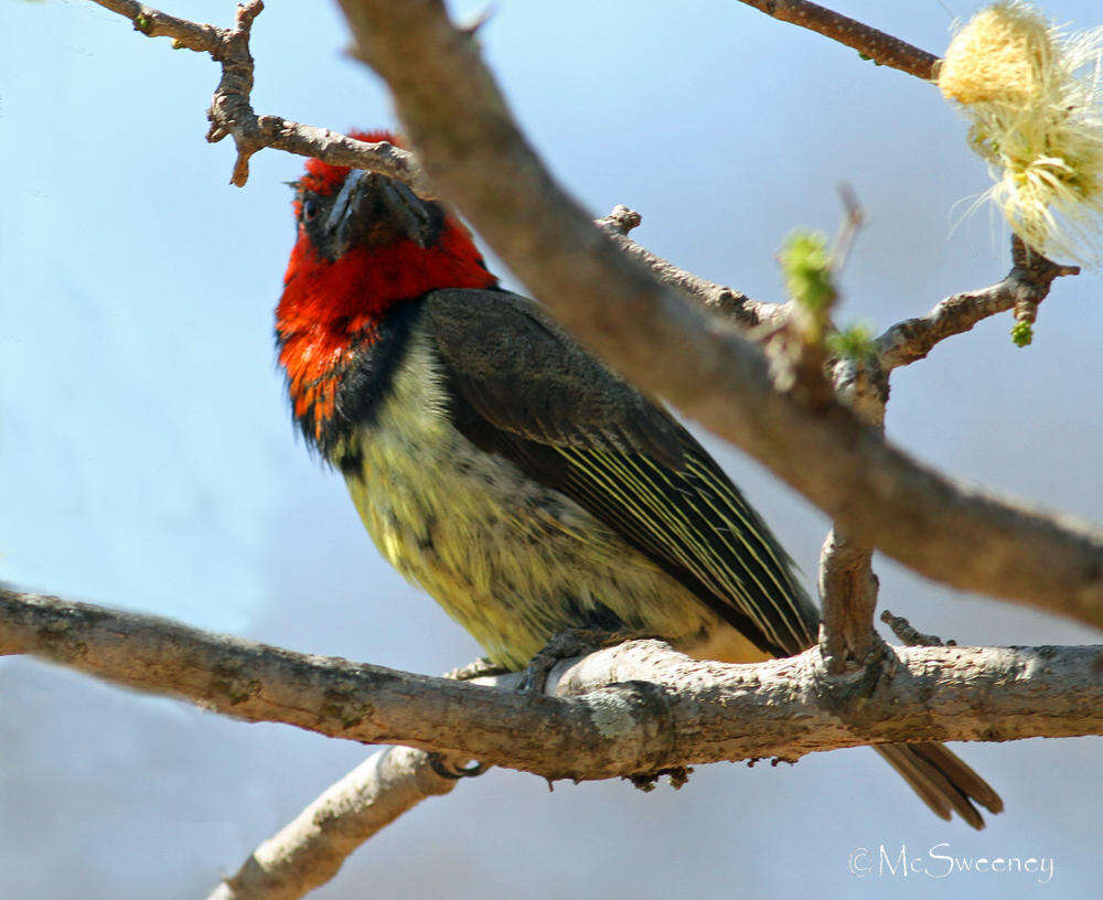 Image of Black-collared Barbet