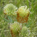 Image of bigleaf clover