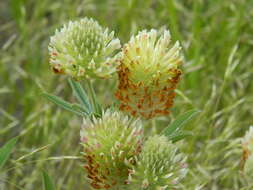 Image de Trifolium plumosum subsp. amplifolium (J. S. Martin) J. M. Gillett