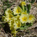 Plancia ëd Primula intricata Gren. & Godron