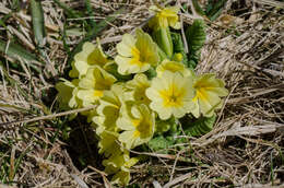 Plancia ëd Primula intricata Gren. & Godron