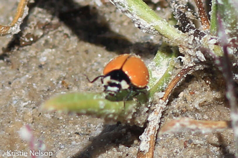 Image of Nine-spotted Lady Beetle