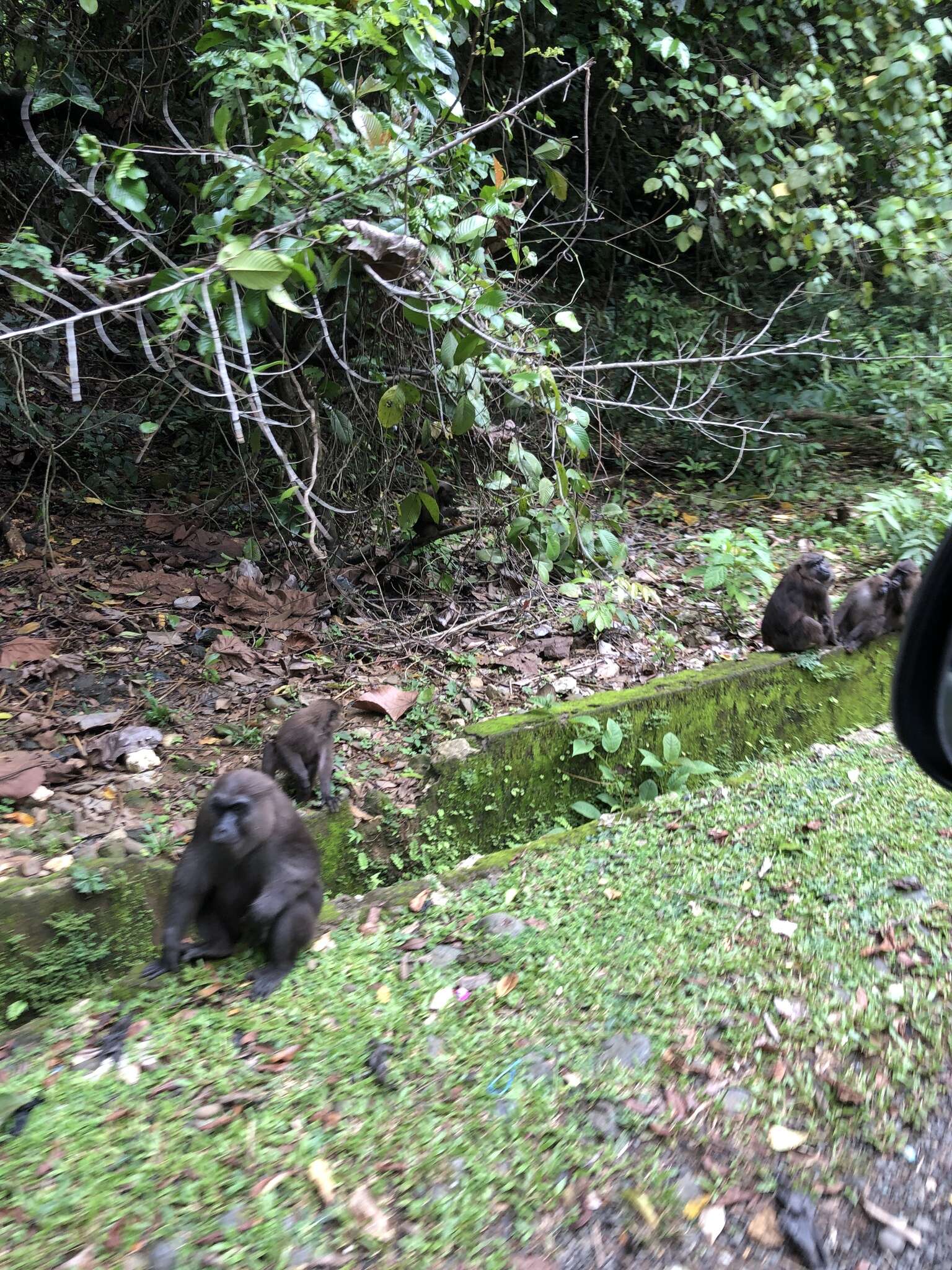 Image of Celebes Macaque