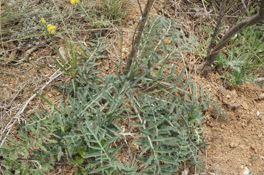 Image of Rhaponticoides taliewii (Kleopow) M. V. Agab. & Greuter