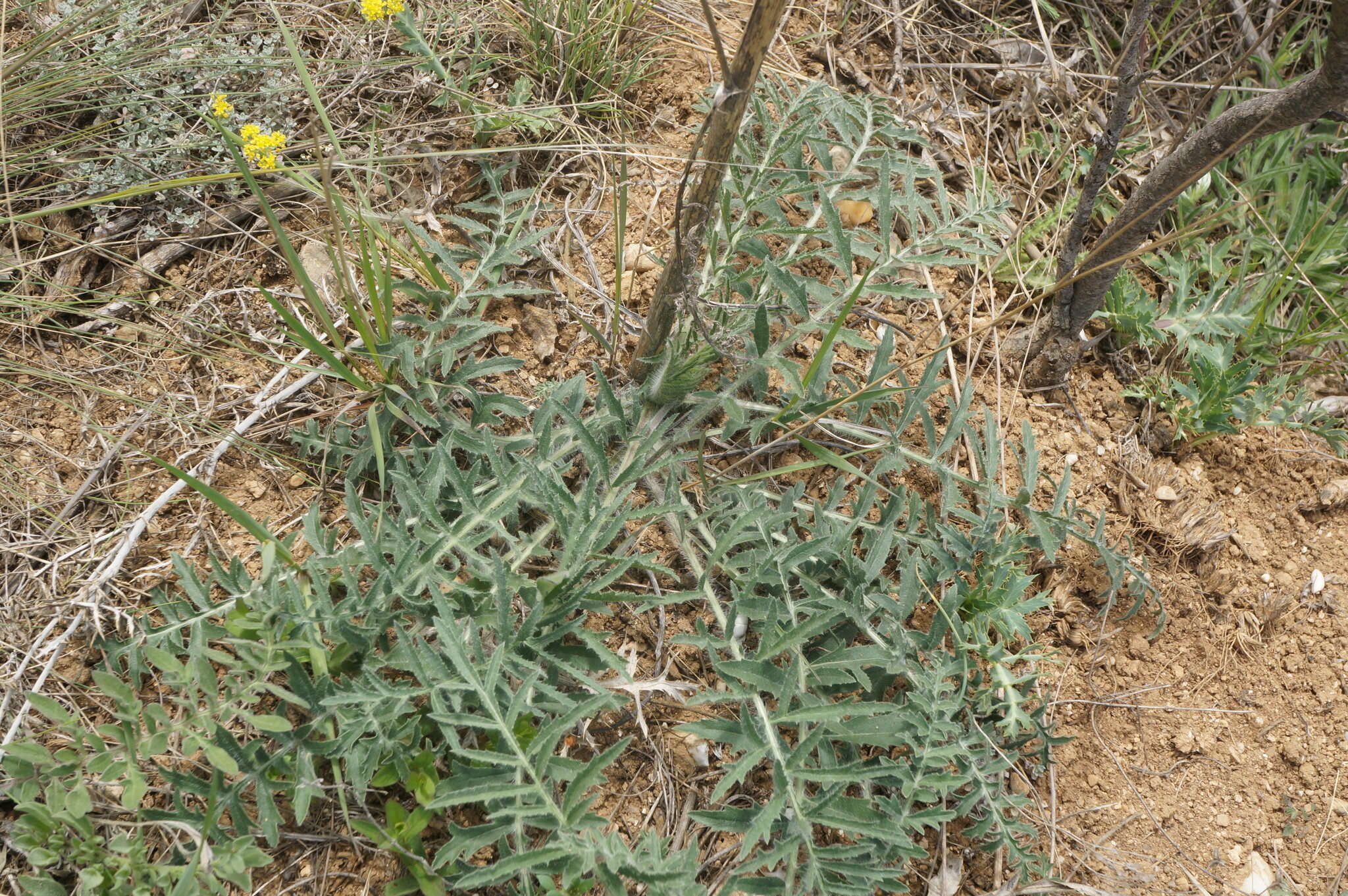 Plancia ëd Rhaponticoides taliewii (Kleopow) M. V. Agab. & Greuter