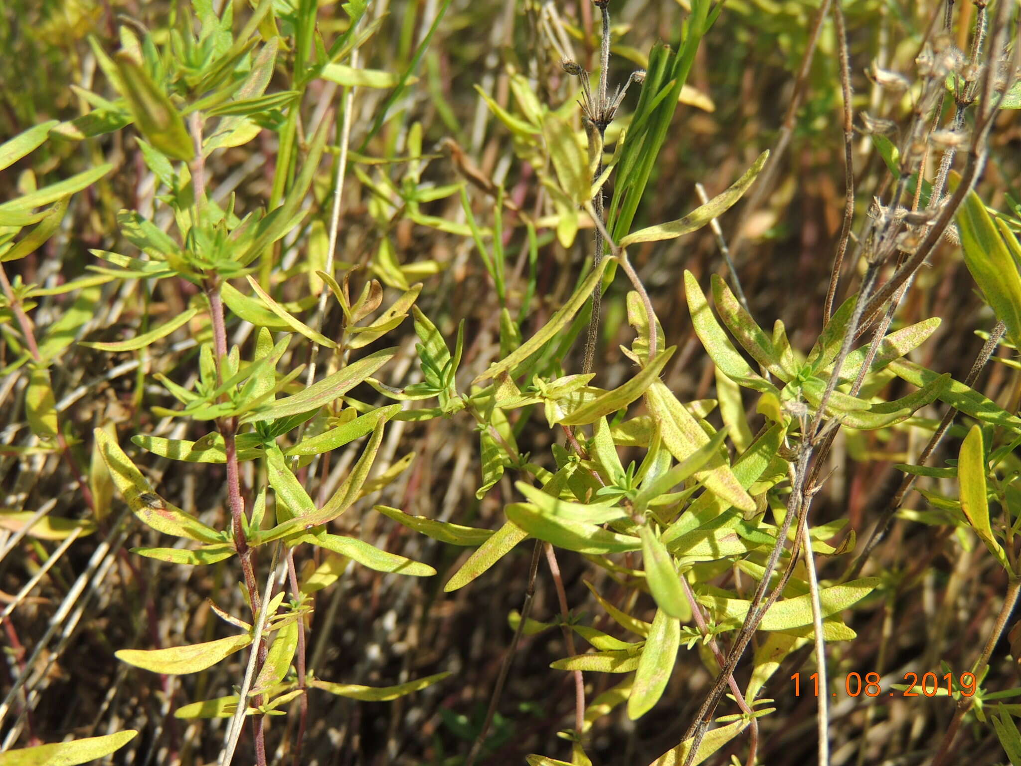 Image of Thymus pulegioides subsp. pannonicus (All.) Kerguélen