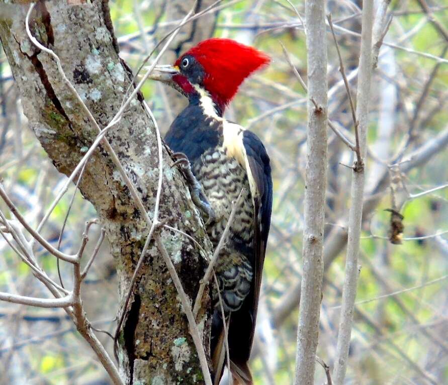 Image of Lineated Woodpecker