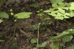 Image of Pyrola renifolia Maxim.