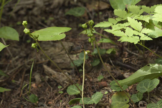 Image of Pyrola renifolia Maxim.