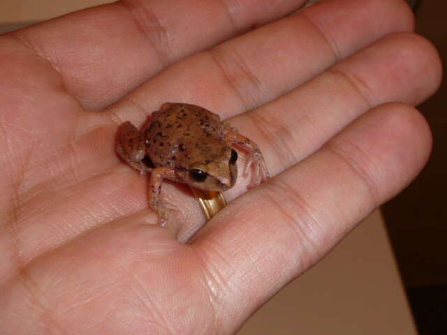 Image of Striped Robber Frog