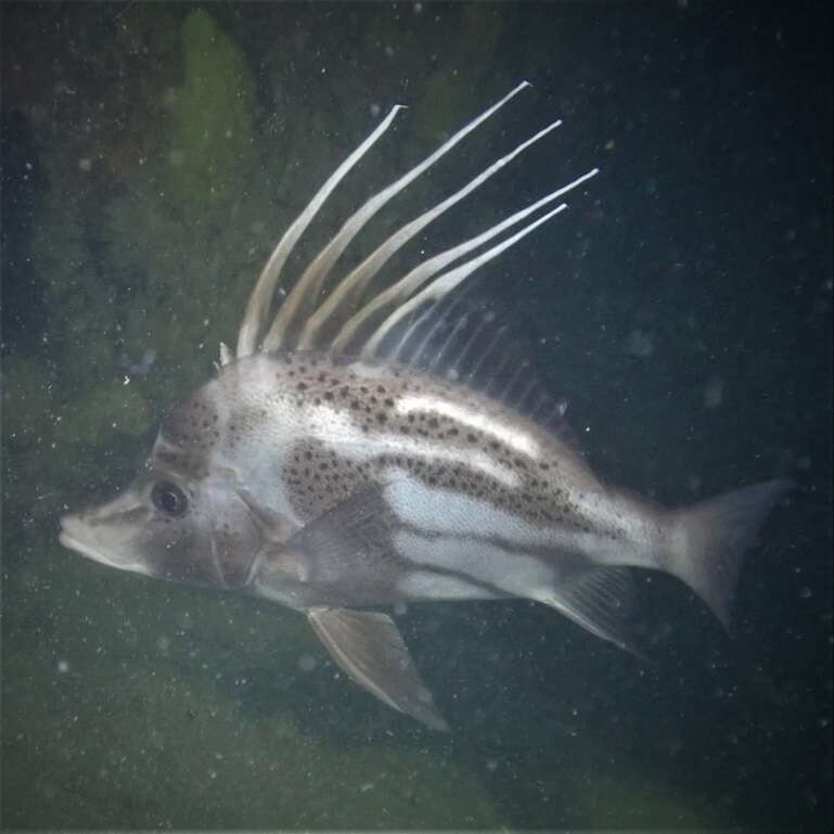 Image of Brown-spotted boarfish