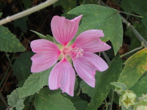 Image de <i>Malva clementii</i> (Cheek) Stace