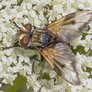 Image of Ectophasia leucoptera (Rondani 1865)