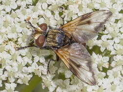 Image of Ectophasia leucoptera (Rondani 1865)